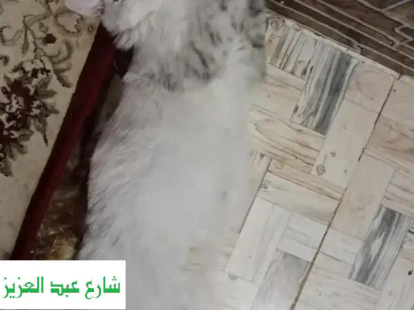 استضافه قطط