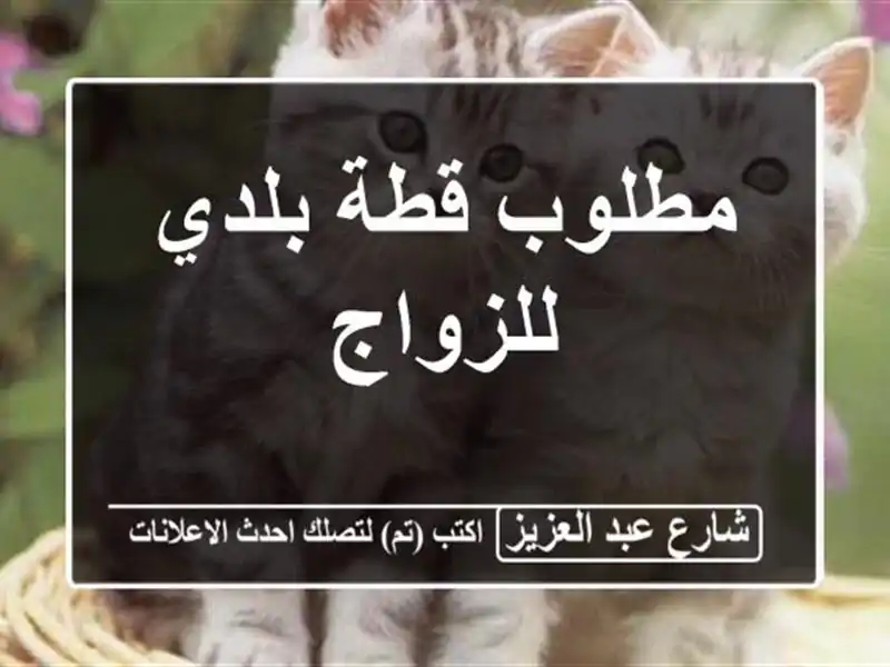 مطلوب قطة بلدي للزواج