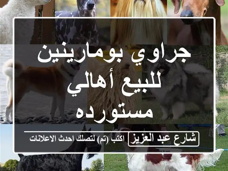 جراوي بومارينين للبيع أهالي مستورده