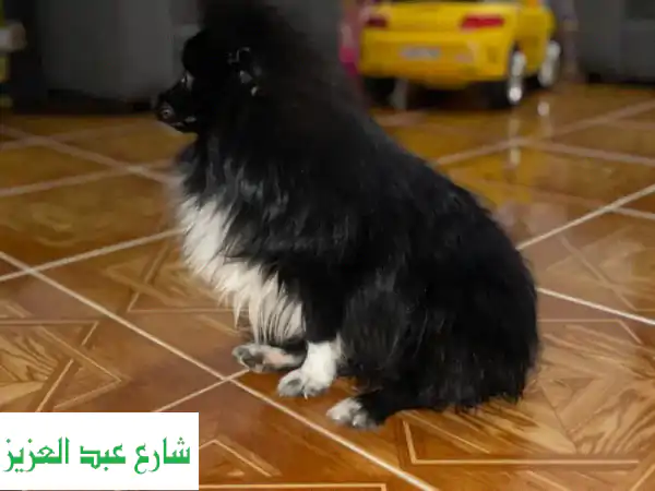 مدرب كلاب بالاسكندرية | تدريب احترافي منزلي لجميع المراحل والسلالات