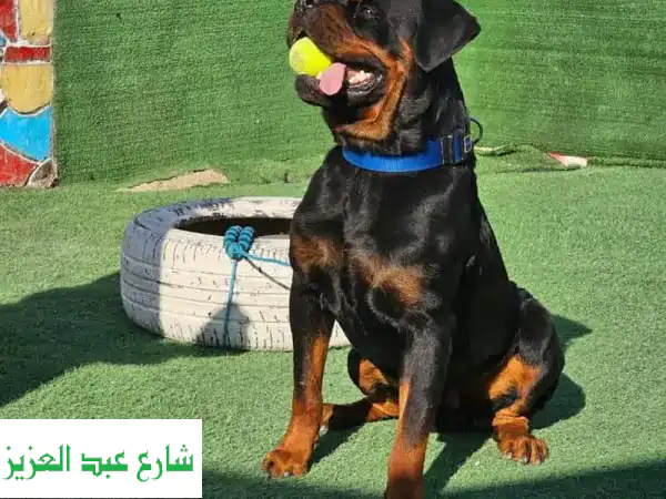 مدرب كلاب بالاسكندرية | تدريب احترافي منزلي...