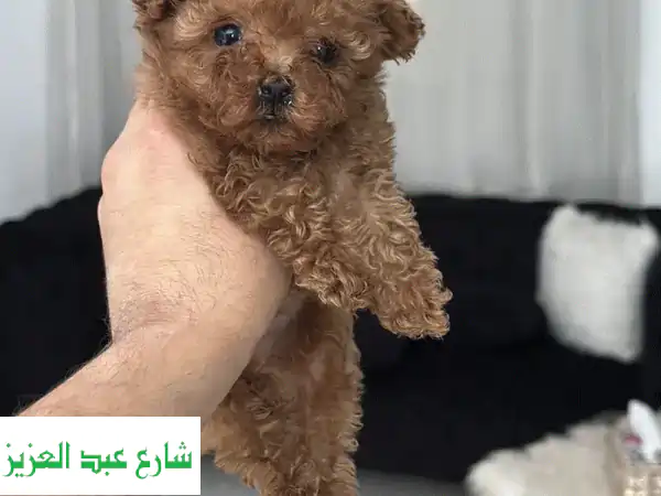 Teacup poodle puppy toypoodle بودل توي بودل