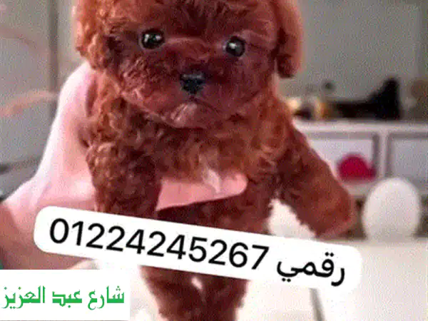 Teacup poodle puppy toypoodle بودل توي بودل