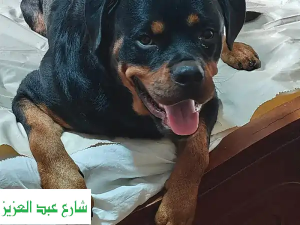 كفر عبدو اسكندرية