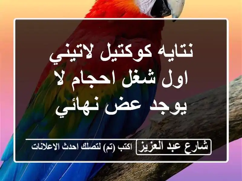 نتايه كوكتيل لاتيني اول شغل احجام لا يوجد عض نهائي