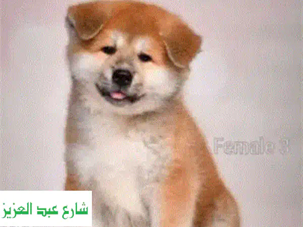 Biewer Terrier Biewer Yorkshire Imported From Europe FCI documents Top