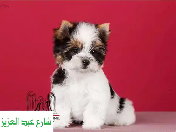 Biewer Terrier Biewer Yorkshire Imported From Europe FCI documents Top