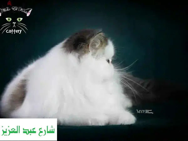 اسضافةقطط
