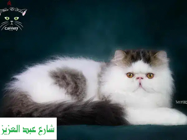 اسضافةقطط