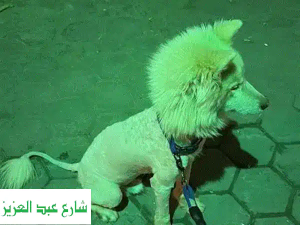 خدمة جرومينج و استضافة كلاب و قطط