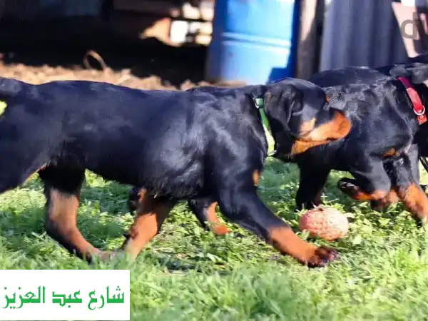 Rottweiler puppies from Russia