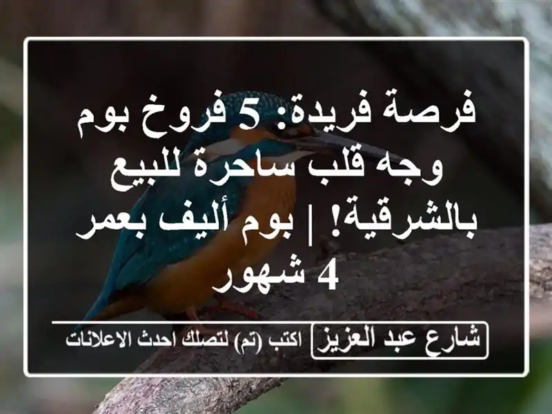 فرصة فريدة: 5 فروخ بوم وجه قلب ساحرة للبيع بالشرقية!...