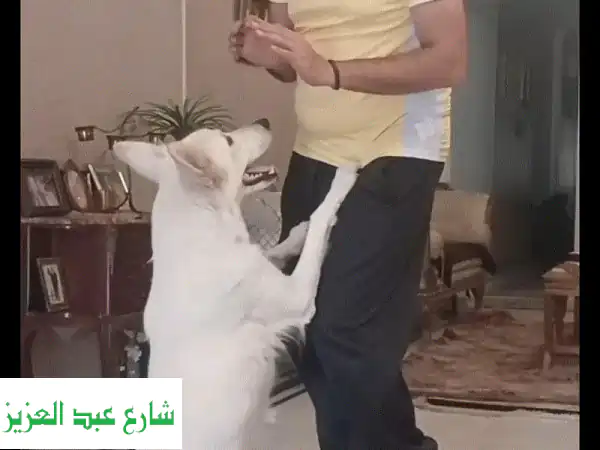 تدريب وتعديل سلوك الكلاب