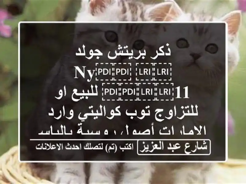 ذكر بريتش جولد ⁦⁦Ny⁩⁩ ⁦⁦11⁩⁩ للبيع او للتزاوج توب كواليتي وارد الإمارات أصول روسية بالباسبور .