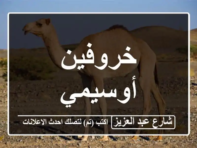خروفين أوسيمي