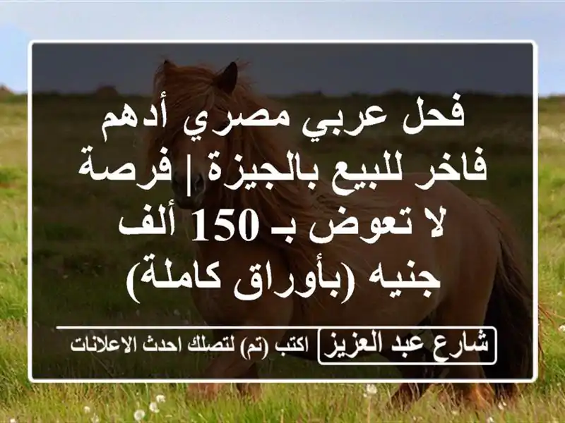 فحل عربي مصري أدهم فاخر للبيع بالجيزة | فرصة لا تعوض...