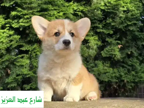 جرو كورجي بيمبروك ويلش (ذكر) من روسيا للبيع في مصر: رفيقك الساحر والسعيد!
