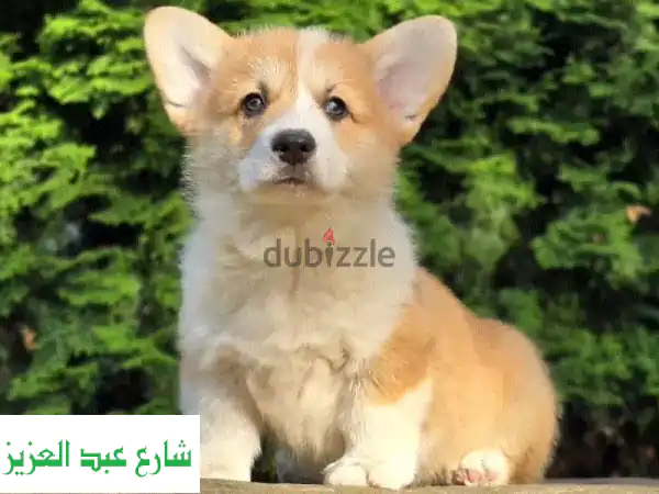جرو كورجي بيمبروك ويلش (ذكر) من روسيا للبيع في...