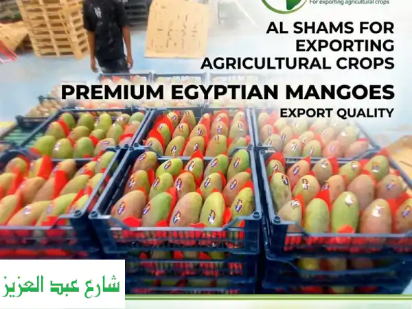 taste the authentic egyptian sun with every mango looking for premium, sun  ripened fresh...