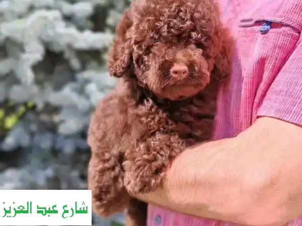 Toy poodle puppy boy