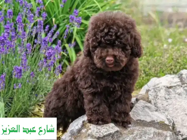 Toy poodle puppy boy