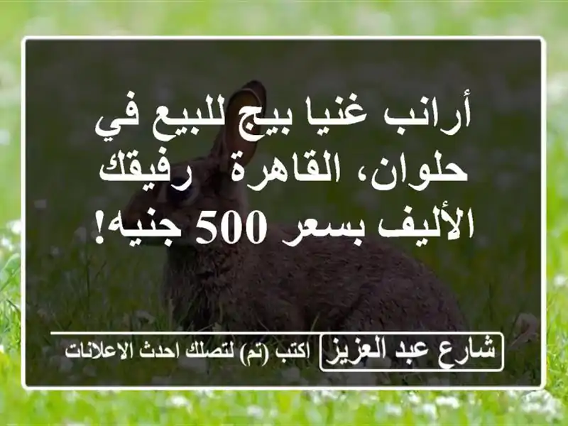 أرانب غنيا بيج للبيع في حلوان، القاهرة - رفيقك الأليف بسعر 500 جنيه!