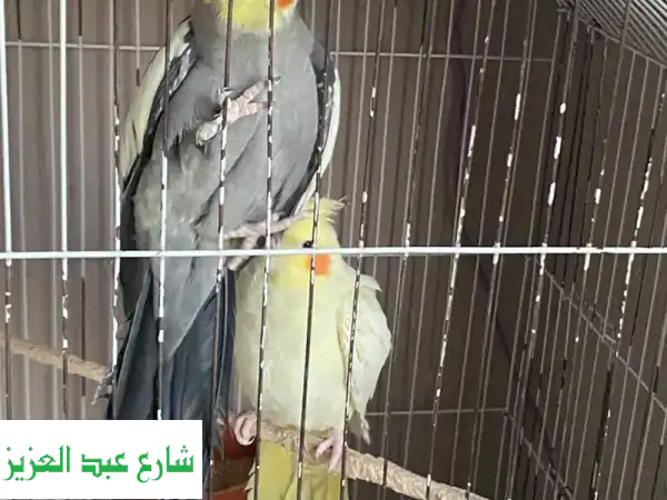 قص اول شغل