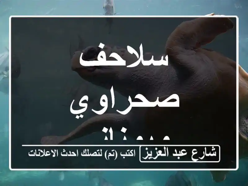 سلاحف صحراوي ويوناني