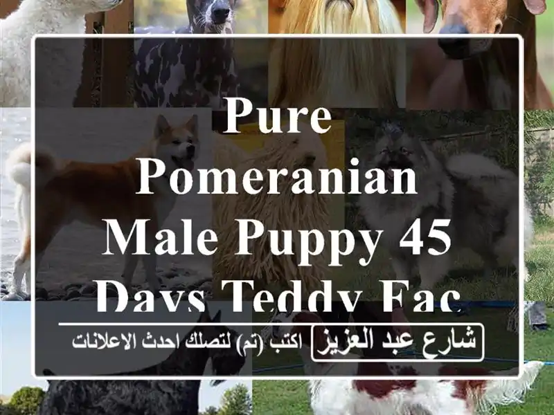 Pure Pomeranian Male Puppy  45 Days  Teddy Face  Vaccinated