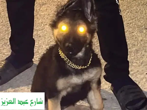 جيرمن نتايه  ٩ شهور