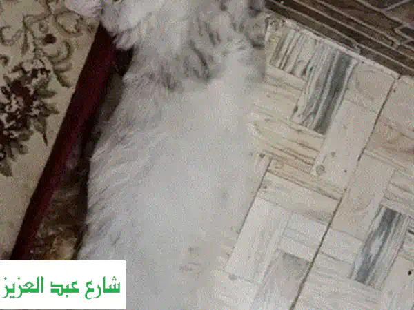 جليسة حيوانات أليفة ببيتي: رعاية منزلية دافئة وحب (60 ج.م/ساعة شامل الطعام)