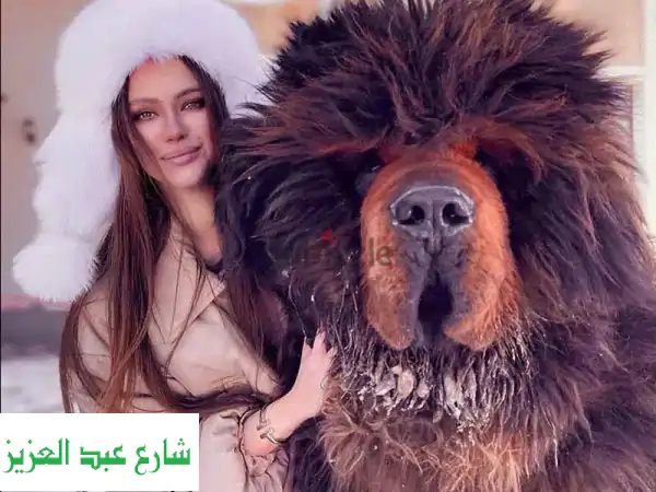فرصة ذهبية: جرو ماستيف تبتي روسي فاخر بأصول عالمية FCI...