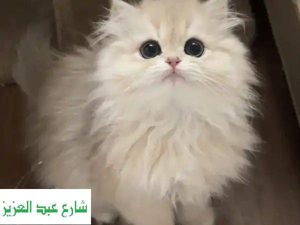 جليسة حيوانات أليفة ببيتي: رعاية منزلية دافئة وحب...