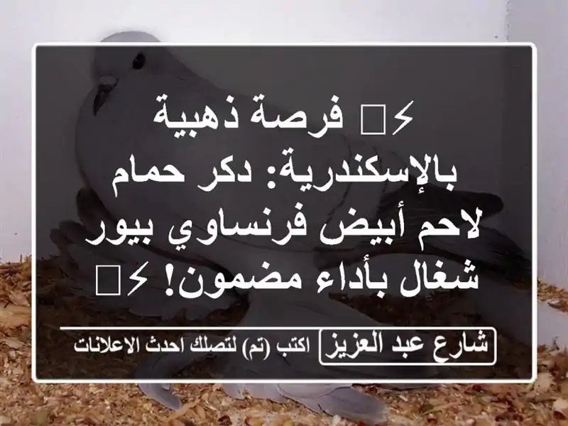 ⚡️ فرصة ذهبية بالإسكندرية: دكر حمام لاحم أبيض...