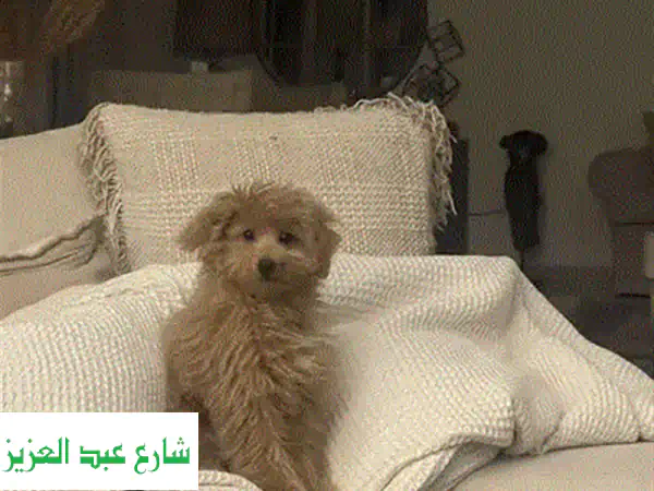 كلب بيرنيز ماونتن Bernese Mountain Dog جرو بيور  Bernese Mountain Dog