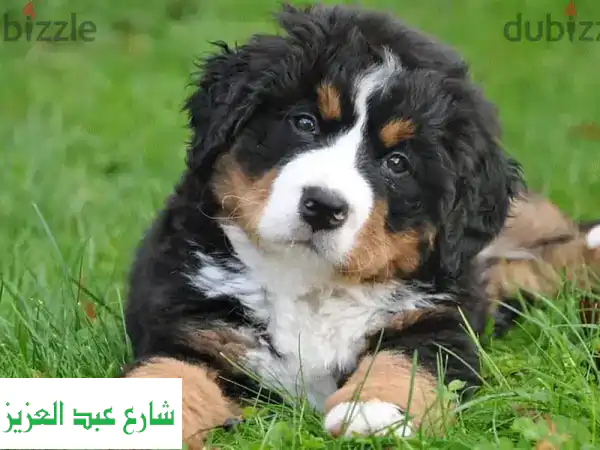 كلب بيرنيز ماونتن Bernese Mountain Dog جرو بيور  Bernese Mountain Dog
