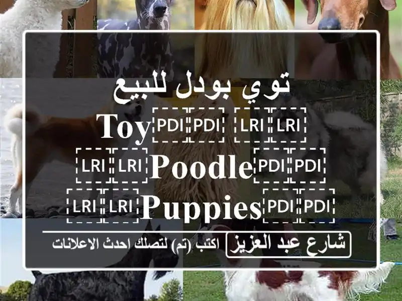 توي بودل للبيع ⁦⁦Toy⁩⁩ ⁦⁦Poodle⁩⁩ ⁦⁦puppies⁩⁩...