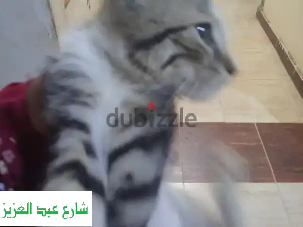 لا تفوت الفرصة: قط أليف ذكر كيوت بـ 120 ج فقط! 😻 رفيقك المثالي ينتظر بيتًا