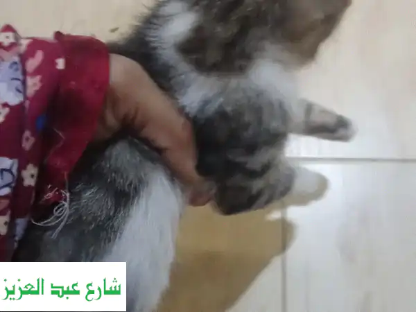 لا تفوت الفرصة: قط أليف ذكر كيوت بـ 120 ج فقط! 😻...