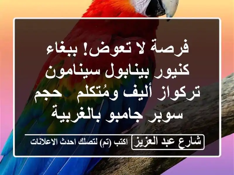 فرصة لا تعوض! ببغاء كنيور بينابول سينامون تركواز...