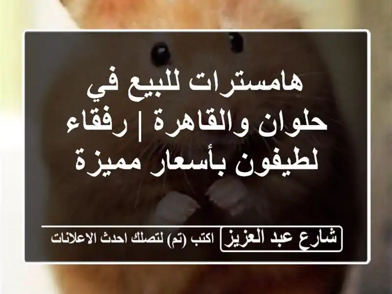 هامسترات للبيع في حلوان والقاهرة | رفقاء لطيفون...