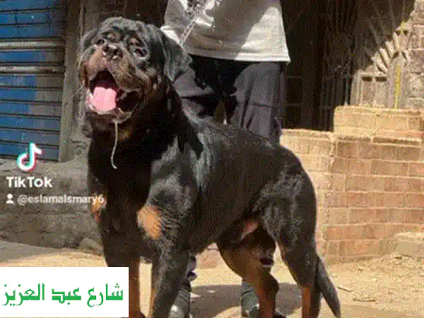 تدريب خاص فردي بضمان حقيقي: شاهد التغيير من أول حصة...