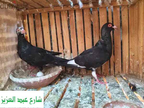 قص كليزر أسطوري للحمام والطيور! 🐦 | أداء 'زي الساعة' وعناية فائقة لحيواناتك!