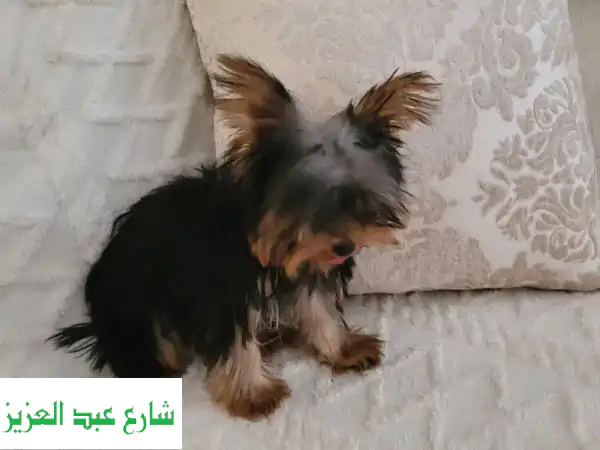 جروة يوركشاير تي كب أنثى 5 شهور للتبني | صحة وتقليب ممتازين!
