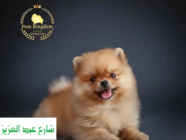 Fluffy Pomeranian teacup  بومرينيان