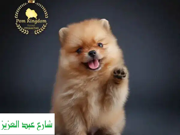 Fluffy Pomeranian teacup  بومرينيان