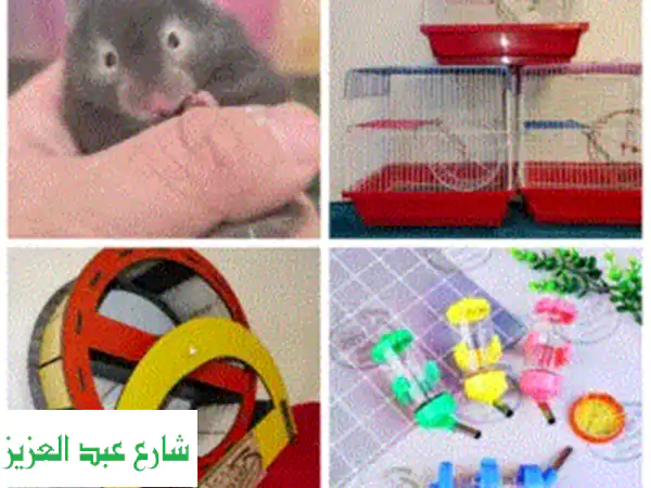 هامستر للبيع في حلوان والقاهرة 🐹 | فطام، شباب، شغال...
