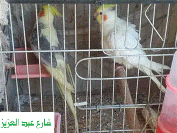 دكر كوكتيل لاتيني شغال