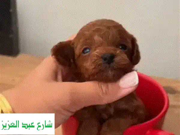 Poodle toy poodle بودل