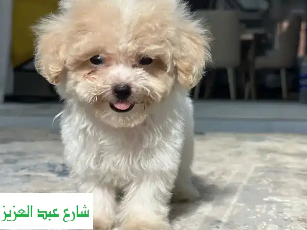 Poodle toy poodle بودل